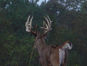 BigDeer